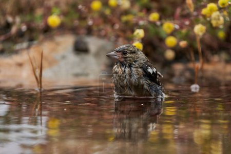 chaffinch bathing in the pond (Fringilla coelebs)                      