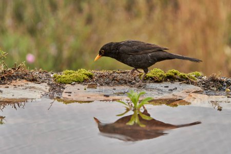 common blackbird or, more commonly, blackbird (Turdus merula) in the park pond                               