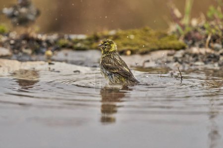  Siskin Siskin in forest pond (Carduelis spinus) Guaro Malaga Andalusia Spain                              