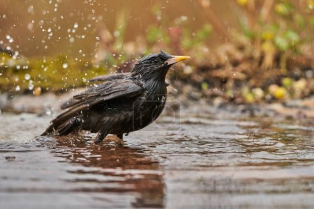   black starling bathing in the pond (Sturnus unicolor)                             