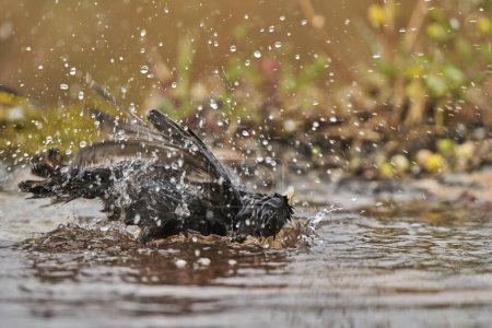   estornino negro bañándose en el estanque (Sturnus unicolor)                             