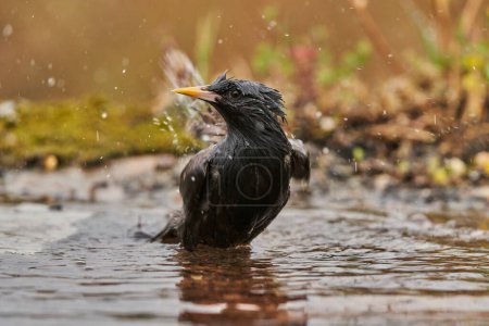   estornino negro bañándose en el estanque (Sturnus unicolor)                             