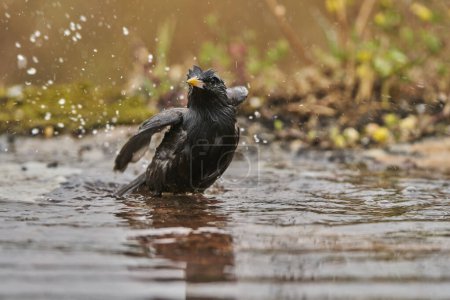   black starling bathing in the pond (Sturnus unicolor)                             