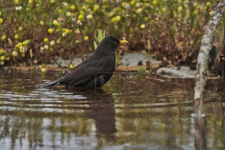   common blackbird or, more commonly, blackbird (Turdus merula) in the park pond                             