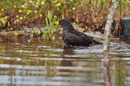   common blackbird or, more commonly, blackbird (Turdus merula) in the park pond                             