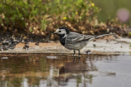 white wagtail in the forest pond                               