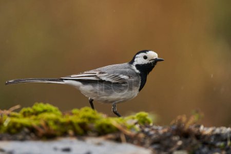 white wagtail in the forest pond                             