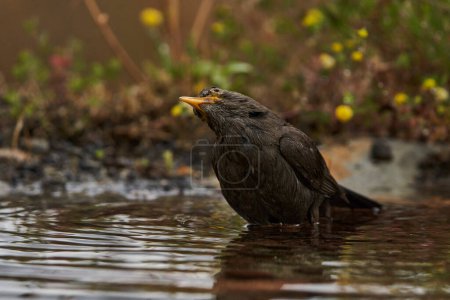 common blackbird or, more commonly, blackbird (Turdus merula) in the park pond