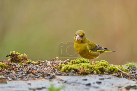 European greenfinch or common greenfinch (Chloris chloris) in the forest pond                        