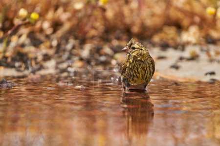 Siskin Siskin in forest pond (Carduelis spinus) Guaro Malaga Andalusia Spain                   