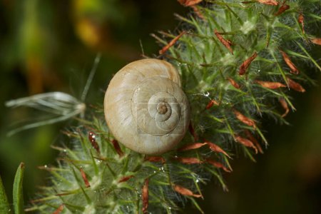 snail on a green stem                               