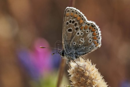 Foto de Mariposa morena común (Aricia cramera) - Imagen libre de derechos
