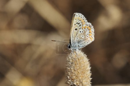 papillon commun des murènes (Aricia cramera)                               