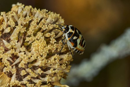 cruciferous bug (Eurydema Ornata) 