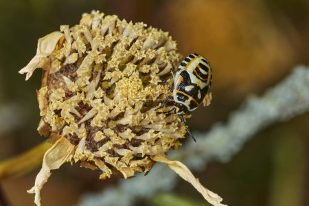 cruciferous bug (Eurydema Ornata) 