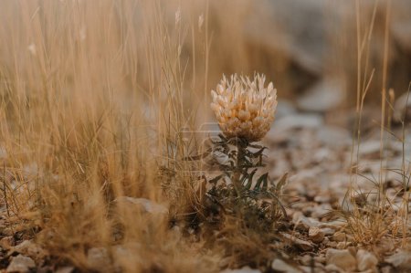 Foto de Photographie en plan tres rapproche d'une fleur sechee dans la nature du sud de la France, la Provence,  la fin de l'ete, debut de l'automne - Imagen libre de derechos