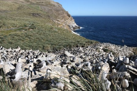 Téléchargez les photos : Mollymauk ou Albatros à dos noir avec le pingouin des montagnes Rocheuses, îles Malouines - en image libre de droit