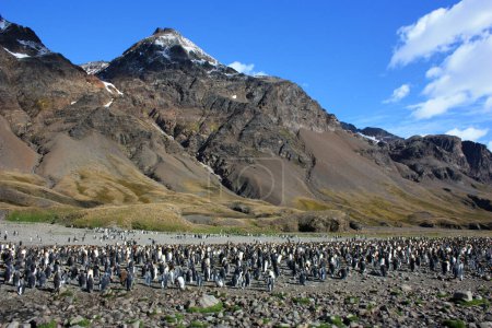 Photo for Breeding colony of King penguins in South Georgia Island, a British overseas territory in the Southern Ocean - Royalty Free Image