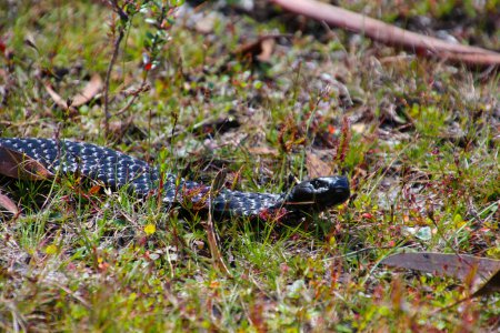 Black Tiger Snake im Gras am Lake St. Clair in Tasmanien-Black Tiger Snake ist eine hochgiftige Schlange