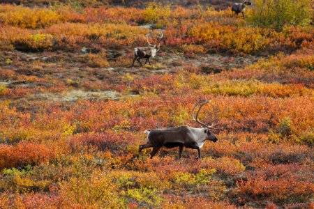 Téléchargez les photos : Alaska, Caribou à l'état sauvage dans le parc national d'automne-Denali - en image libre de droit