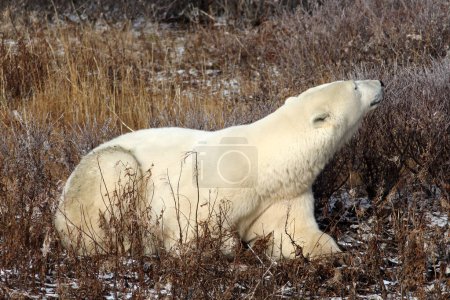 Téléchargez les photos : Ours polaire au repos dans la toundra de la baie d'Hudson, Manitoba, Canada - en image libre de droit