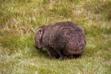 Photo for Cute Wombat close up in Tasmania, Australia - Royalty Free Image