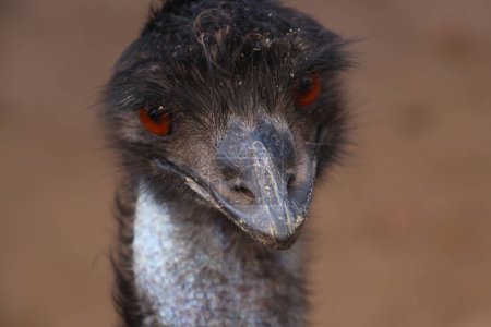 Photo for Emu head close up, Tasmania, Australia - Royalty Free Image