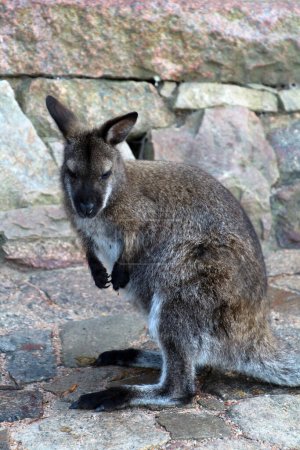 Téléchargez les photos : Wallaby au parc national Wineglass Bay Lookout-Freycinet, Tasmanie, Australie - en image libre de droit