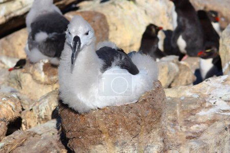 Téléchargez les photos : Poussin Albatros bruns dans un nid sur l'île West Point, îles Malouines, Amérique du Sud - en image libre de droit