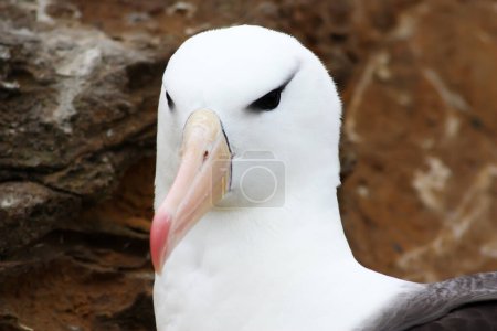Schwarzbrauen-Albatrosse in Nahaufnahme-West Point Island, Falklandinseln, Südamerika