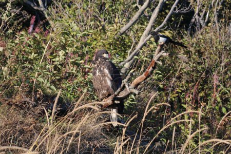 Téléchargez les photos : Alaska, Aigle à queue blanche et pie sur une branche - en image libre de droit