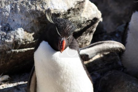 Photo for Rockhopper penguin close up- West Point Island, Falkland Islands, Malvinas - Royalty Free Image