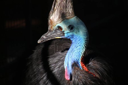 Cassowary in Australia close up-The cassowary is the second largest living bird in Australia