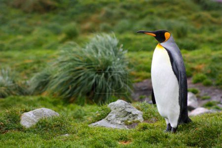 Téléchargez les photos : Pingouin roi sur le rivage à Grytviken, Géorgie du Sud Îles - en image libre de droit