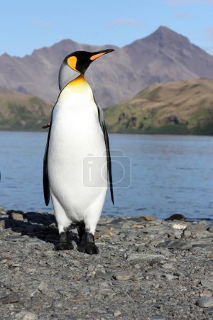 Photo for King penguin on the coast of, South Georgia Island - Royalty Free Image
