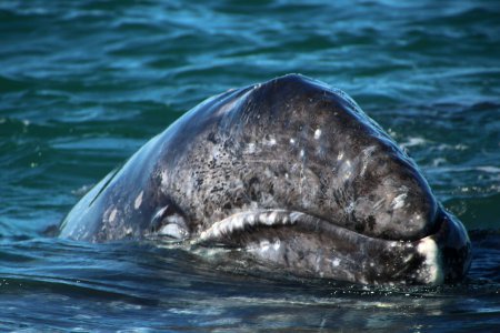 Téléchargez les photos : Baleine grise veau animal pendant l'observation des baleines à Laguna San Ignacio Baja California, Mexique - en image libre de droit