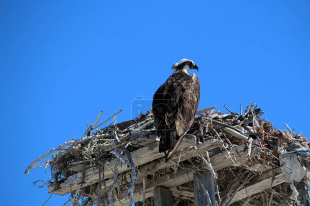 Fish eagle in nest on Loreto beach, Baja California Sur, Mexico