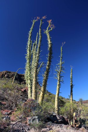 Photo for Boojum tree landscape Baja California Sur, Mexico - Royalty Free Image