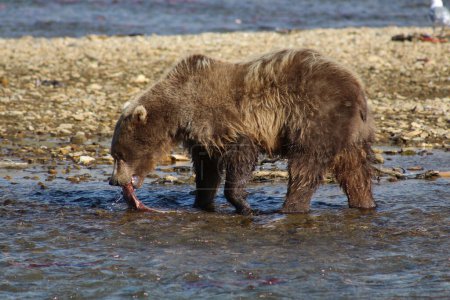 Alaska-Grizzly bear catching salmon in a river in Lake Clark National Park, United States