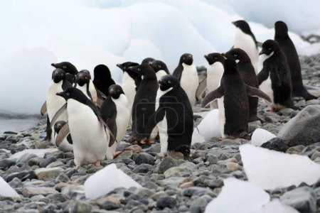 Adelie penguins Horseshoe Island, Antarctica