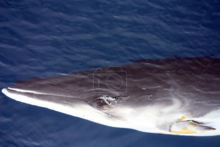 Téléchargez les photos : Minke whale in the waters of the Antarctic Peninsula, Antarctica - en image libre de droit