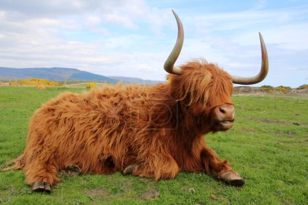 Ganado escocés de las tierras altas en un prado en las Islas Orcadas, Escocia