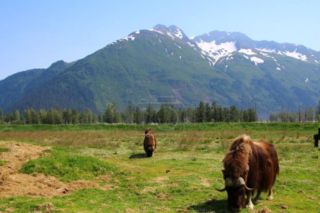 Alaska-Buey almizclero en el Centro de Conservación de Vida Silvestre de Alaska  