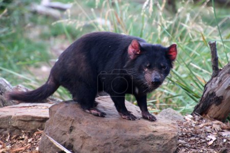 Tasmanischer Teufel in Nahaufnahme, Tasmanien, Australien