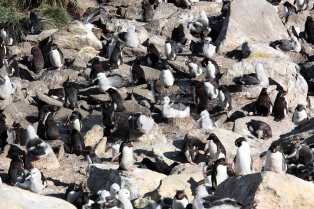 Téléchargez les photos : Pingouins des montagnes Rocheuses et Albatros à dos noir colonie-West Point, îles Malouines, Malouines - en image libre de droit