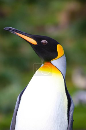 Portrait de pingouin roi, île de Géorgie du Sud