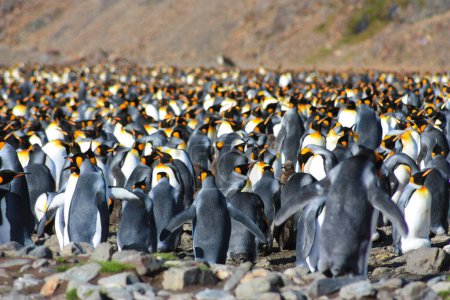 Foto de Colonia reproductora de pingüinos rey en Fortuna Bay, Isla de Georgia del Sur - Imagen libre de derechos