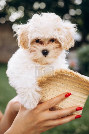 Foto de Lindo perrito maltipa sentado dentro de un sombrero - Imagen libre de derechos