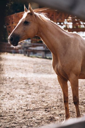 Téléchargez les photos : Cheval brun au ranch - en image libre de droit