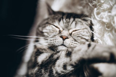 Téléchargez les photos : Chat domestique endormi sur le canapé - en image libre de droit